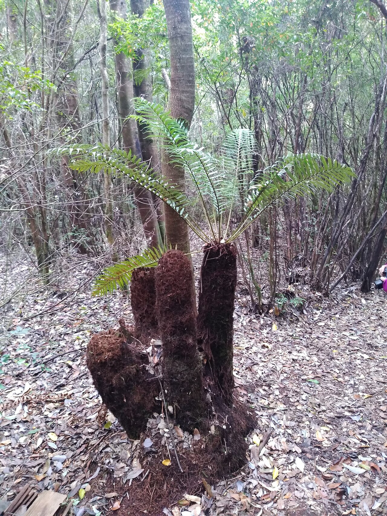 Lomariocycas magellanica: Tall Fern ( Lomariocycas magellanica ) in Chile