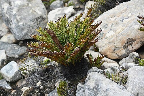 Lomariocycas magellanica: Tall Fern ( Lomariocycas magellanica ) in the Falkland Islands
