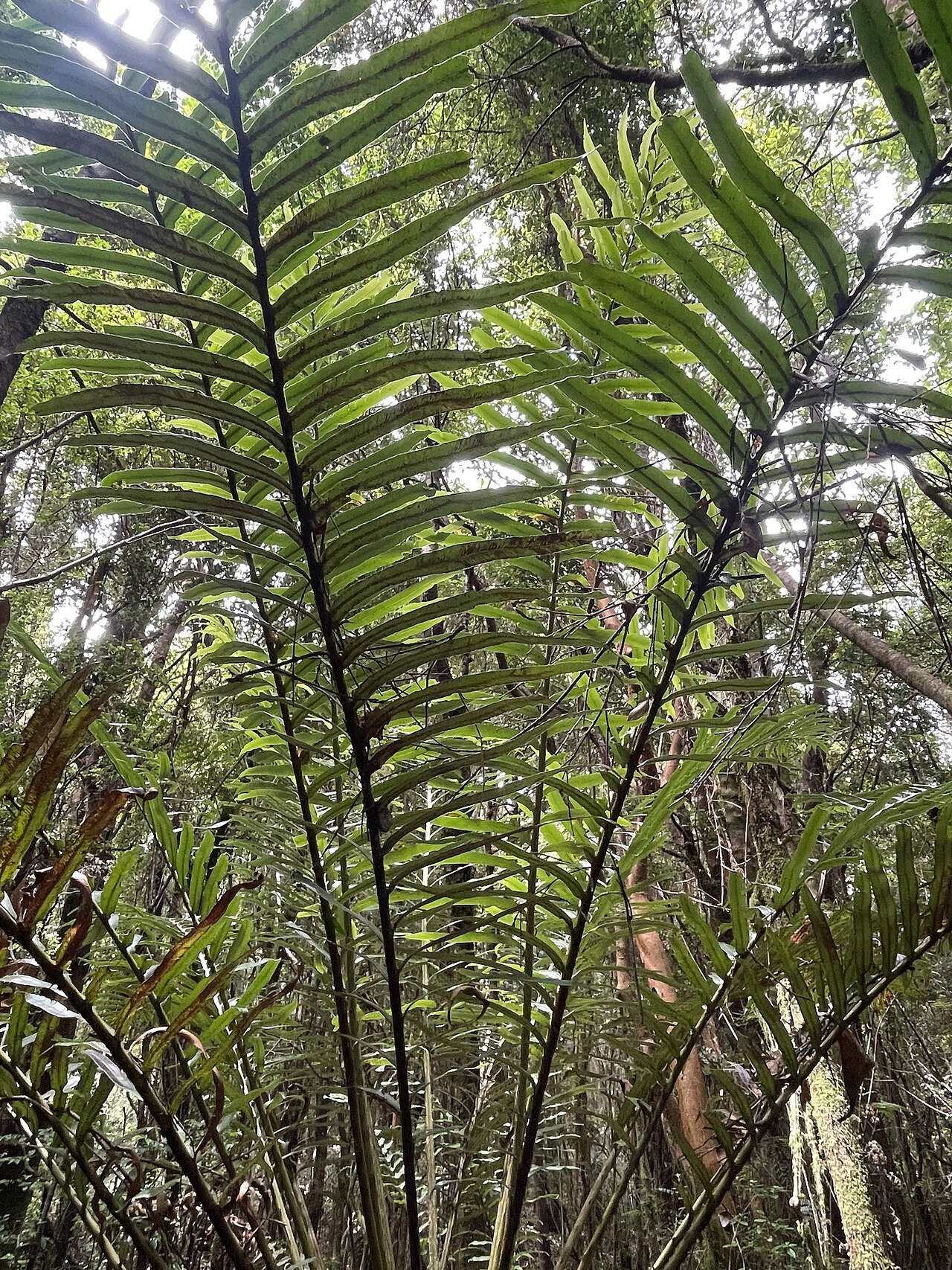 Lomariocycas magellanica: Lomariocycas magellanica, Camino de la Chocolatería, Puerto Montt, Región de Los Lagos, CL, 2024-12-22 (iNaturalist).
