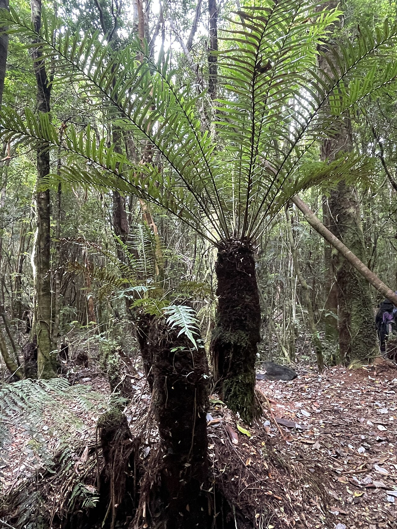 Lomariocycas magellanica: Lomariocycas magellanica, Camino de la Chocolatería, Puerto Montt, Región de Los Lagos, CL, 2024-12-22 (iNaturalist).