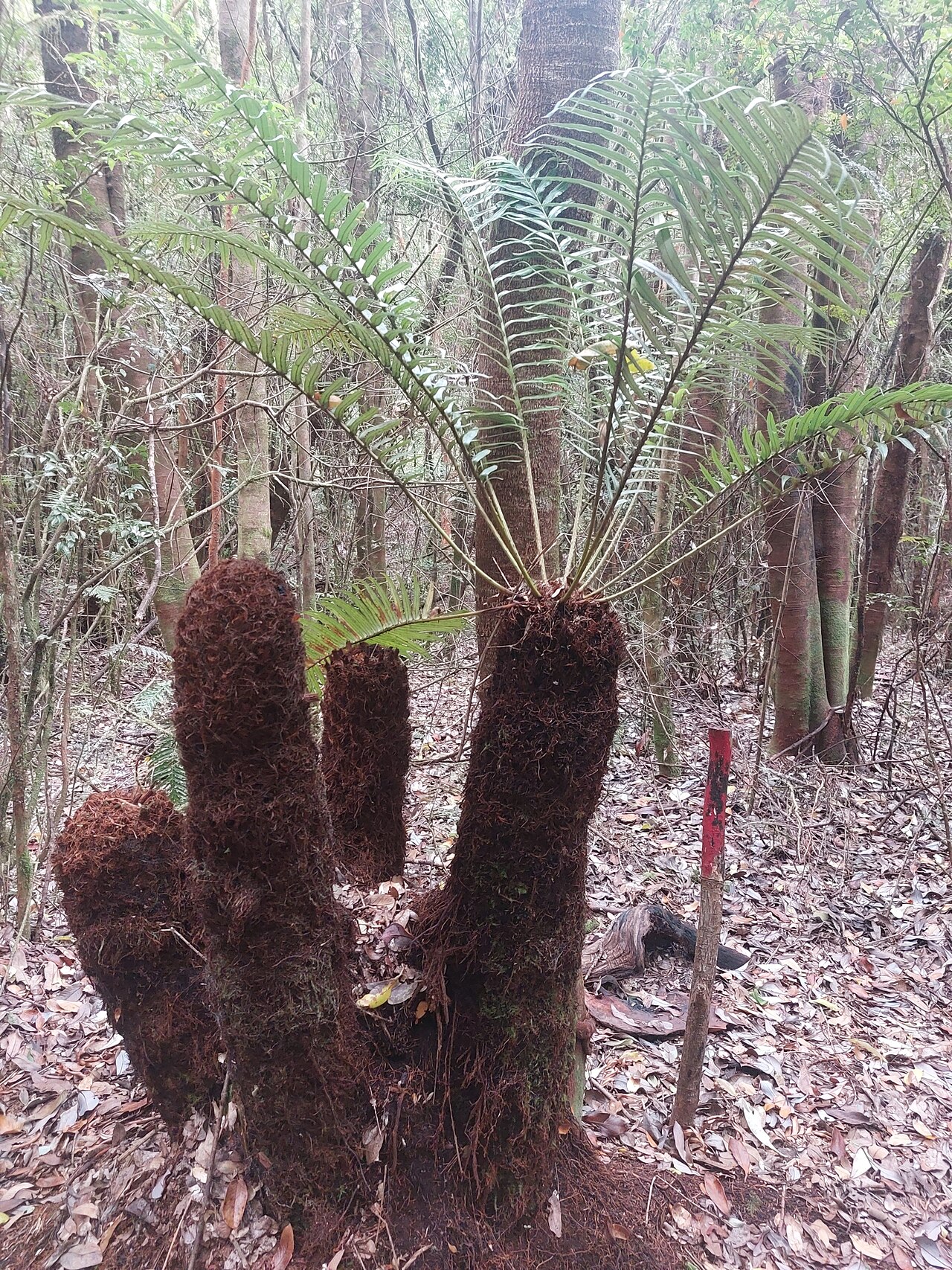Lomariocycas magellanica: Lomariocycas magellanica, Llanquihue, CL-LL, CL, 2024-12-22 (iNaturalist).