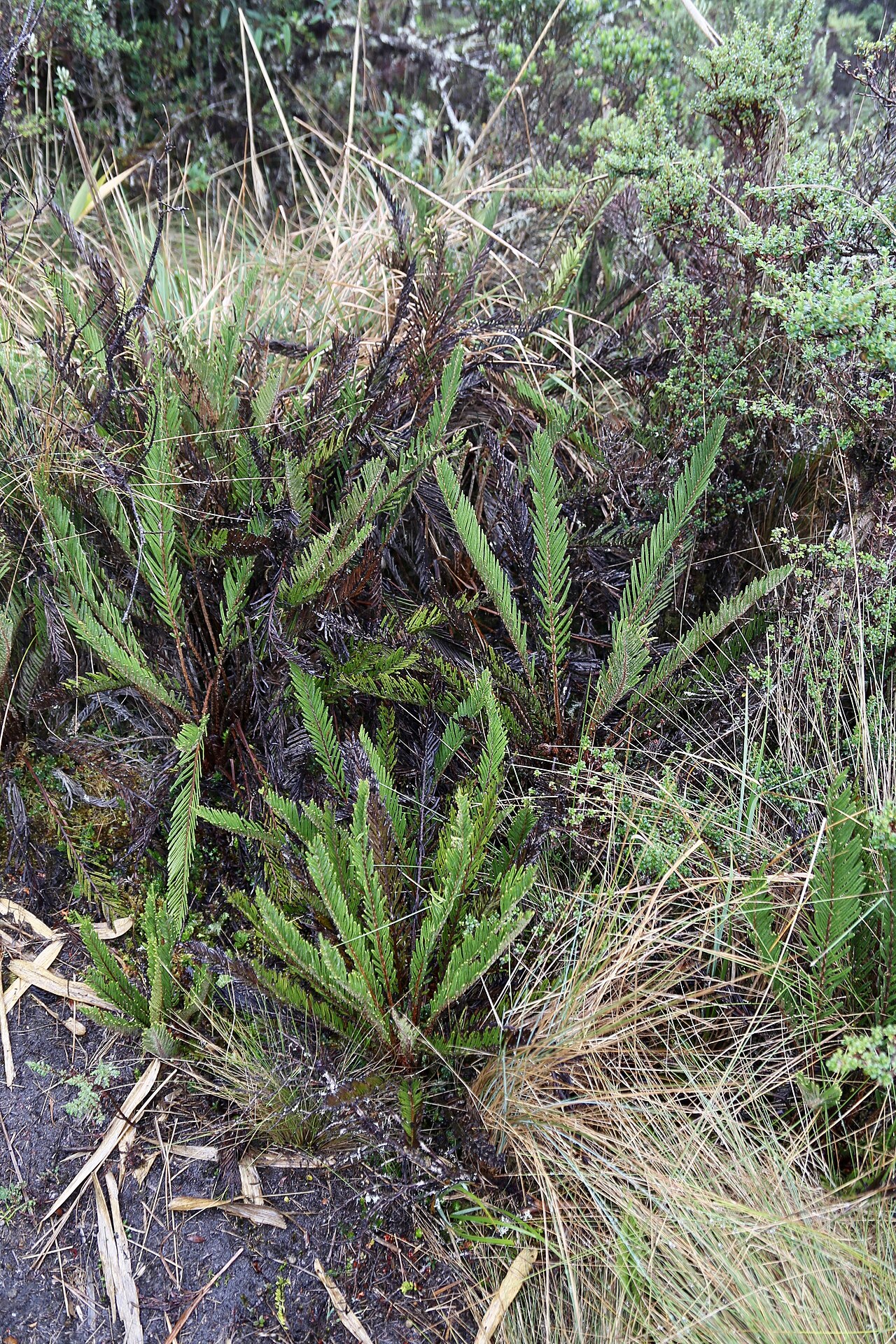 Lomariocycas schomburgkii: Ecuador, Napo Province, Cayambe Coca National Park, near Loreto lake, páramo, 3800 m