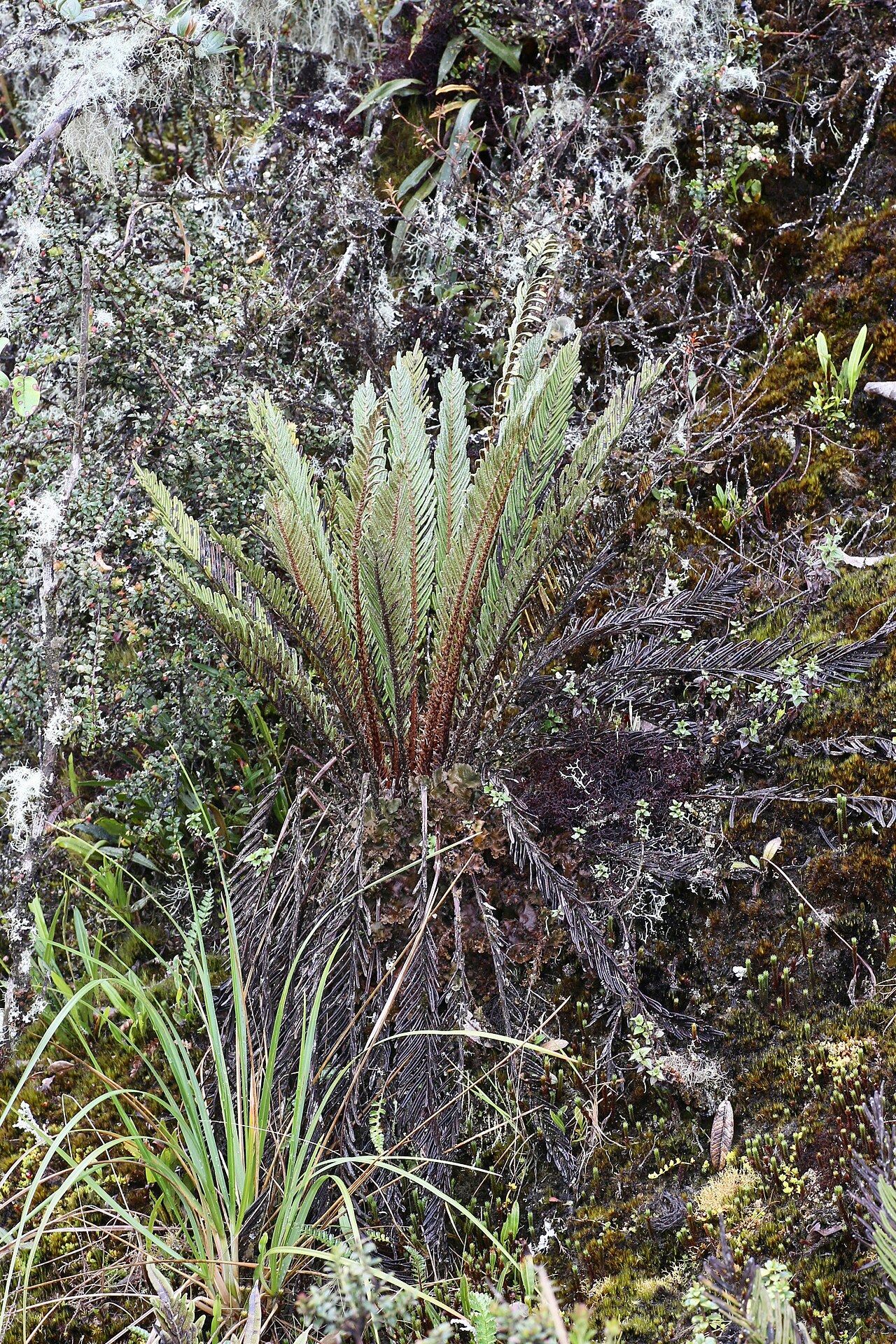 Lomariocycas schomburgkii: Ecuador, Napo Province, ˜4 km N of Papallacta, subpáramo, 3400 m