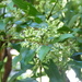 Lomatia arborescens (Lomatia arborescens)