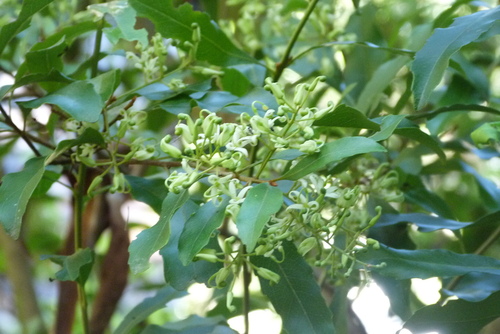 Lomatia arborescens (Lomatia arborescens)