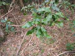 Lomatia arborescens (Lomatia arborescens)