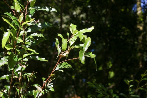 Lomatia arborescens (Lomatia arborescens)