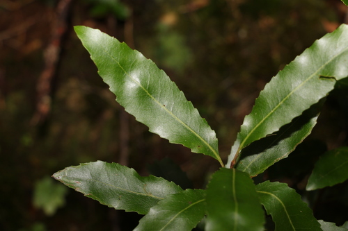 Lomatia arborescens (Lomatia arborescens)