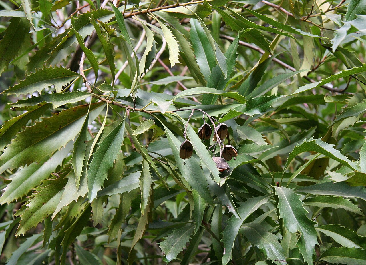 Lomatia arborescens: Lomatia arborescens im Botanischen Garten Bayreuth