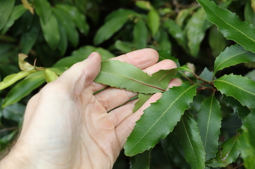 Lomatia arborescens (Lomatia arborescens)