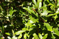 Lomatia arborescens (Lomatia arborescens)