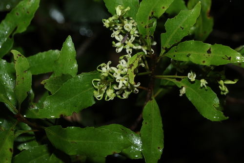 Lomatia arborescens (Lomatia arborescens)