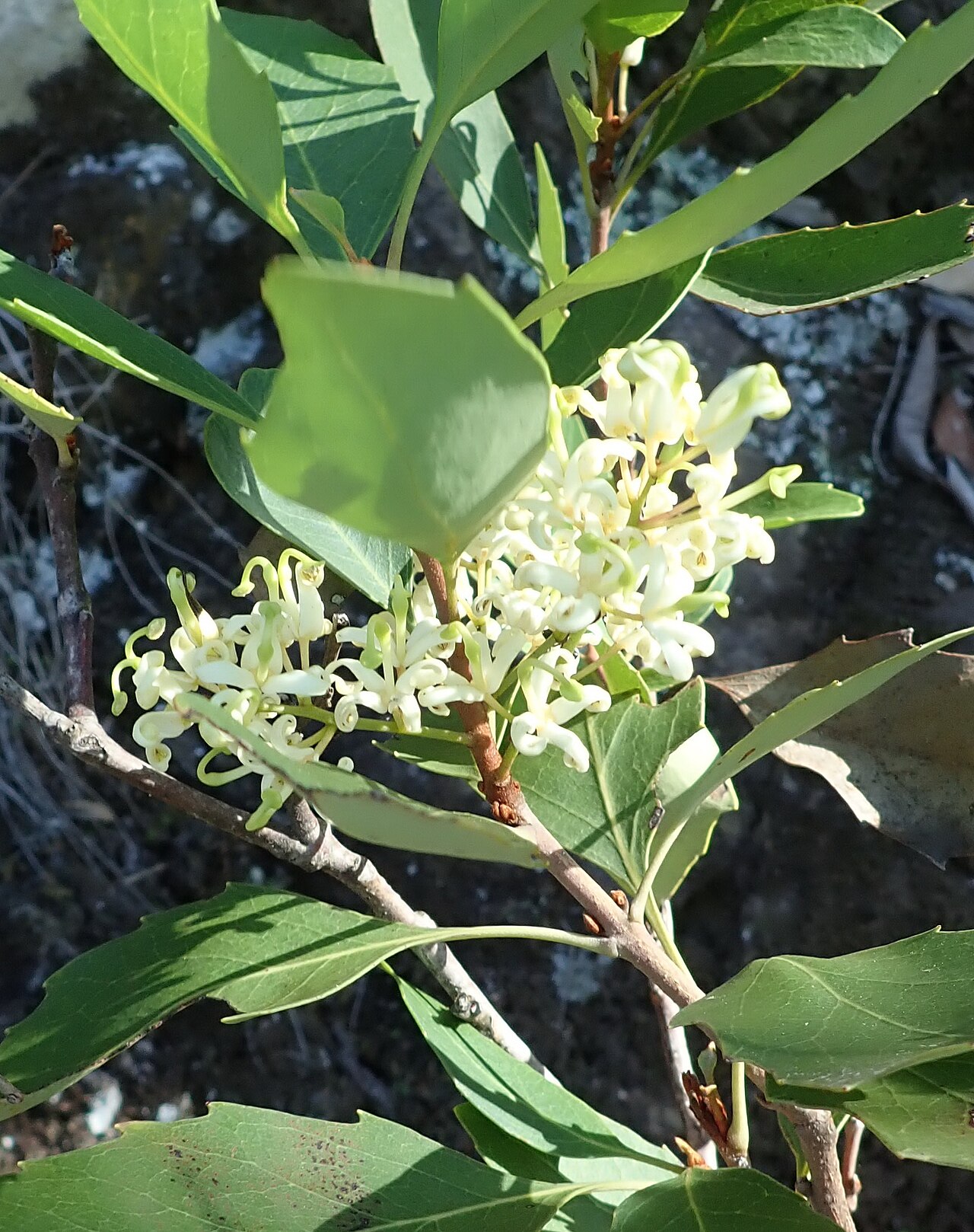 Lomatia arborescens: Lomatia arborescens - flower - Mt Kaputar