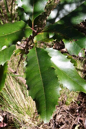 Lomatia arborescens: Lomatia arborescens, identified by RB Gardens, Sydney. Cobark Park, Barrington Tops.