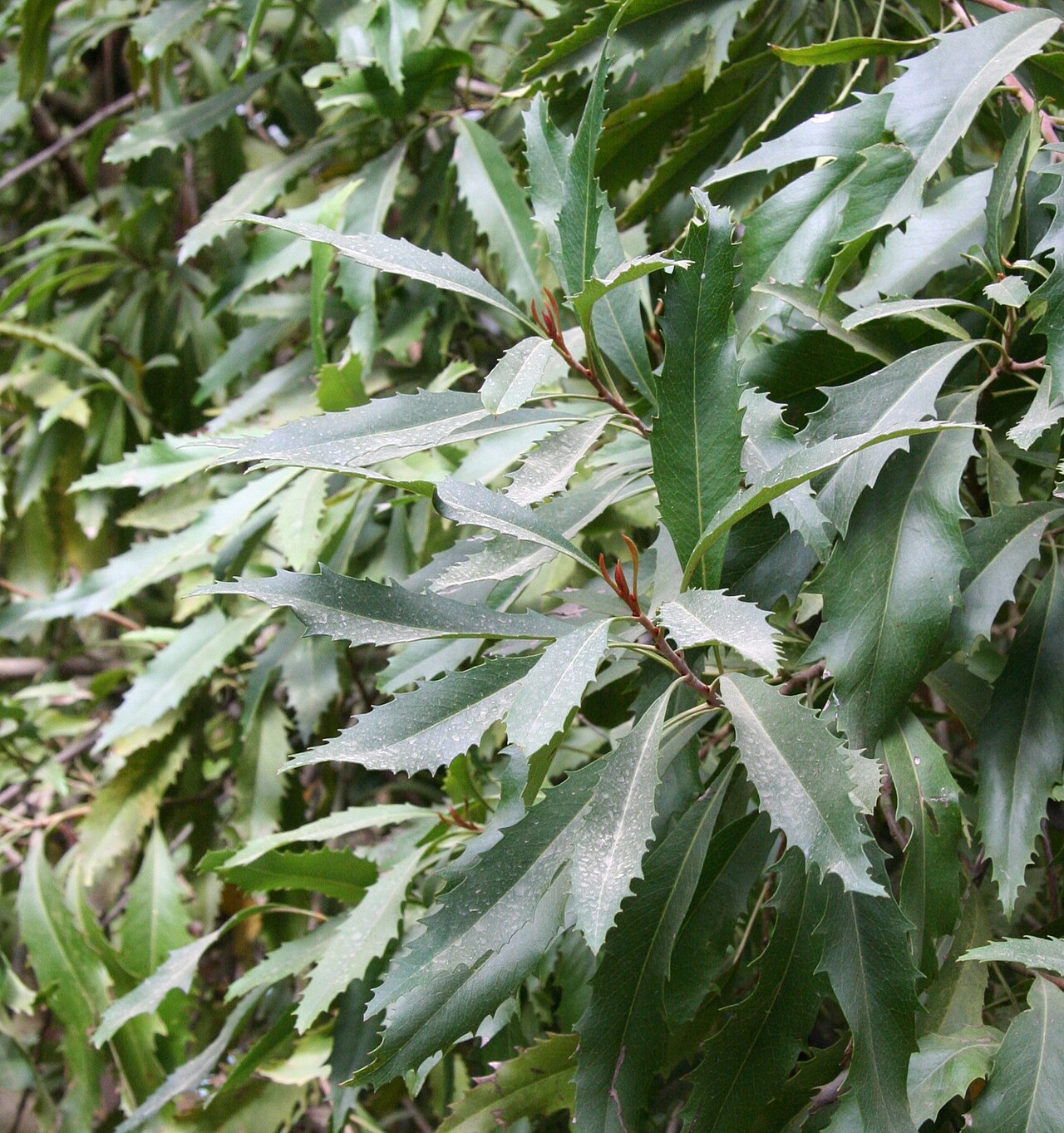 Lomatia arborescens: Lomatia arborescens im Botanischen Garten Bayreuth