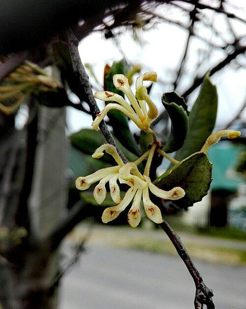 Lomatia dentata: Flores de L. dentata