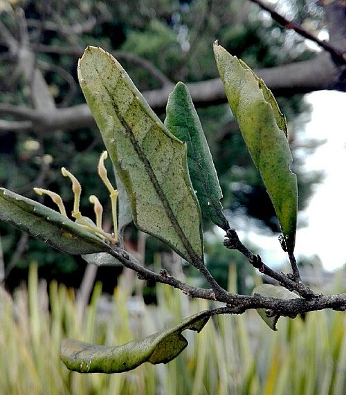Lomatia dentata: Envés hoja de L. dentata