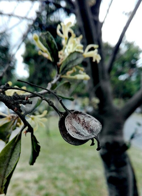Lomatia dentata: Fruto folículo oblongo