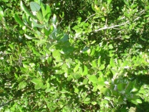 Lomatia dentata: Follaje de avellanillo o guardafuego ( Lomatia dentata ). Isla Teja, Valdivia, Chile)