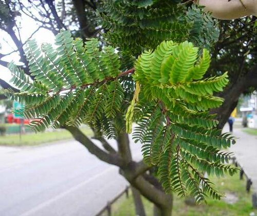 Lomatia ferruginea: Rama de huinque o fuinque ( Lomatia ferruginea ). Dalcahue , Chile)