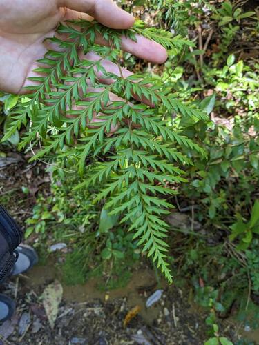 Lomatia ferruginea (Lomatia ferruginea)