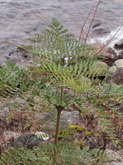 Lomatia ferruginea (Lomatia ferruginea)