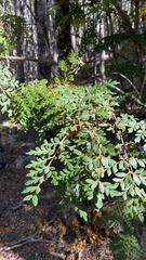 Lomatia ferruginea (Lomatia ferruginea)