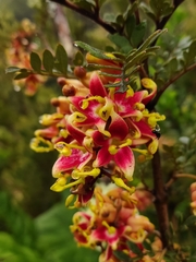 Lomatia ferruginea (Lomatia ferruginea)