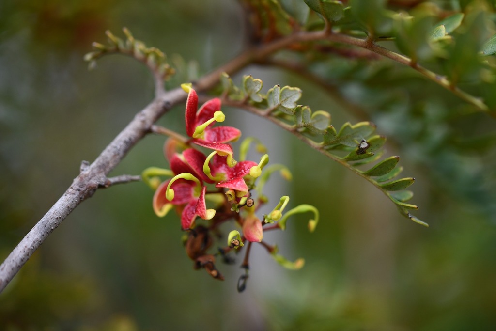Lomatia ferruginea (Lomatia ferruginea)