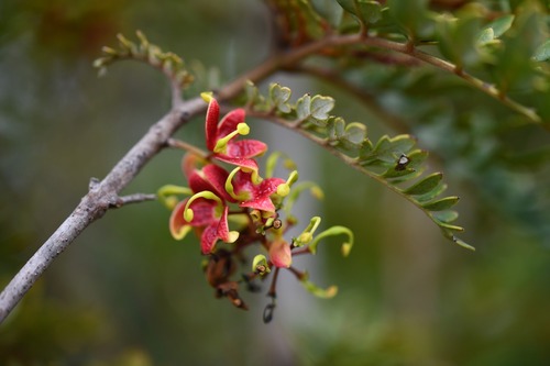 Lomatia ferruginea (Lomatia ferruginea)