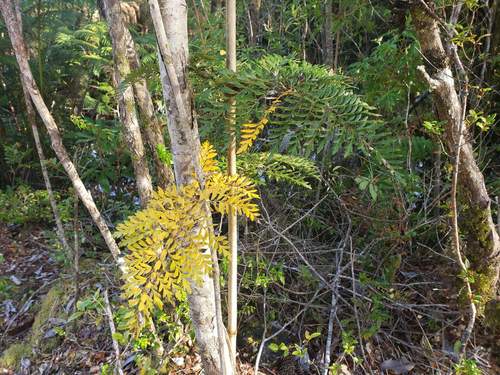 Lomatia ferruginea (Lomatia ferruginea)