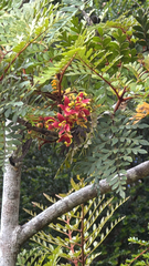 Lomatia ferruginea (Lomatia ferruginea)
