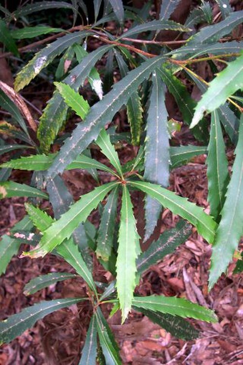 Forest lomatia: Lomatia at Brisbane Water National Park, NSW, Australia