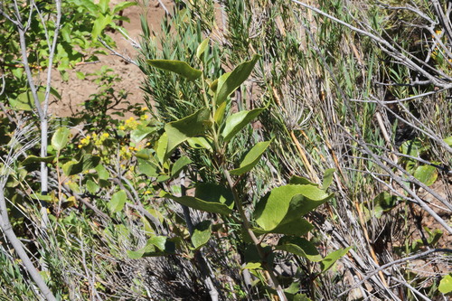 Lomatia hirsuta (Lomatia hirsuta)