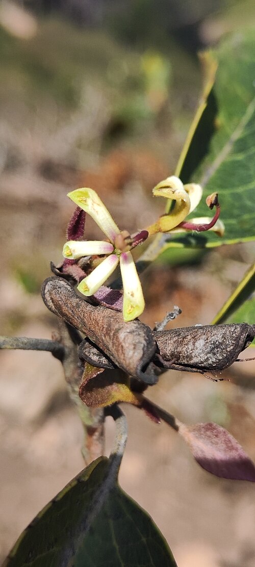 Lomatia hirsuta: Lomatia hirsuta ssp. hirsuta