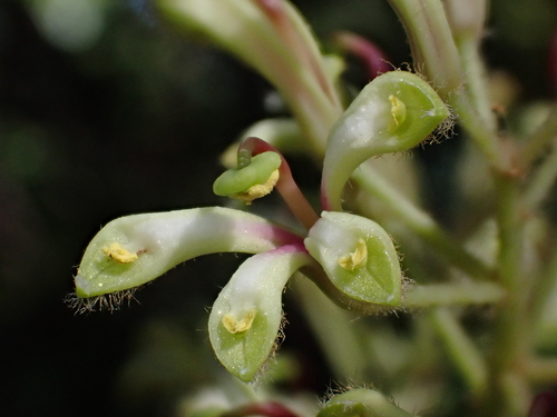 Lomatia hirsuta (Lomatia hirsuta)