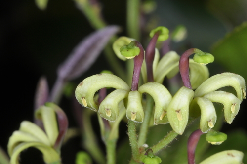 Lomatia hirsuta (Lomatia hirsuta)