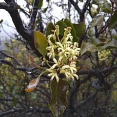 Lomatia hirsuta (Lomatia hirsuta)