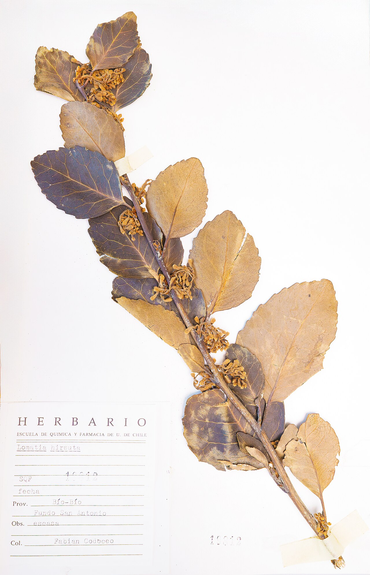 Lomatia hirsuta: Herbarium SQF - Lomatia hirsuta
