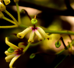 Lomatia hirsuta (Lomatia hirsuta)