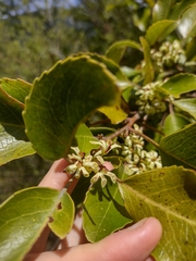 Lomatia hirsuta (Lomatia hirsuta)