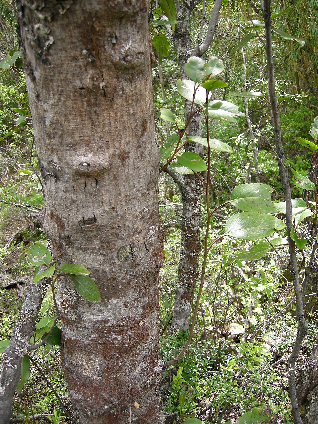 Lomatia hirsuta: Trunk and branch of Lomatia hirsuta . Picture taken in Los Alerces National Park (Chubut province, Argentina).