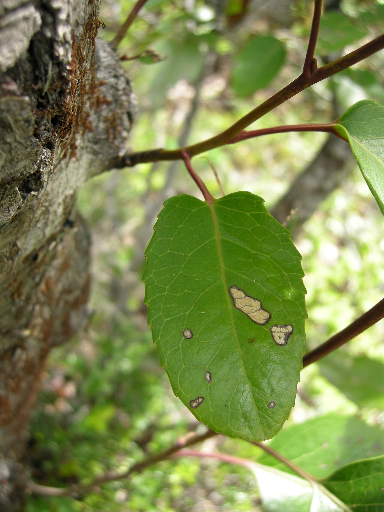 Lomatia hirsuta: Leave of Lomatia hirsuta . Picture taken in Los Alerces National Park (Chubut province, Argentina).