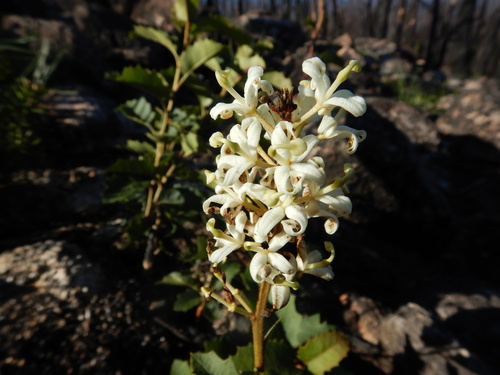 Lomatia ilicifolia (Lomatia ilicifolia)