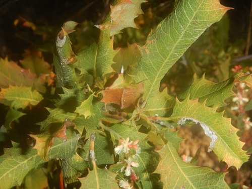 Lomatia ilicifolia (Lomatia ilicifolia)
