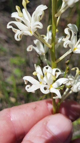 Lomatia ilicifolia (Lomatia ilicifolia)