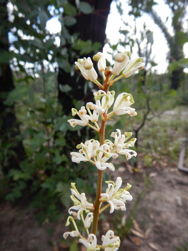 Lomatia ilicifolia (Lomatia ilicifolia)