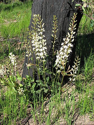 Lomatia ilicifolia: Lomatia ilicifolia , Bunyip State Park, Victoria, Australia
