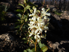 Lomatia ilicifolia (Lomatia ilicifolia)