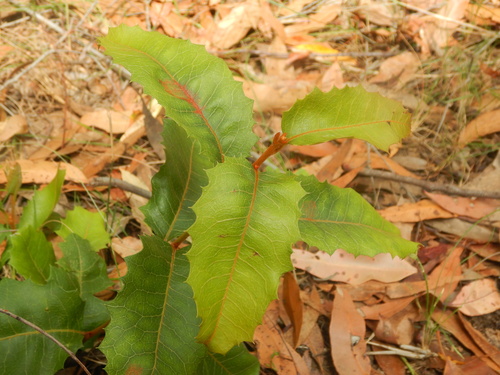 Lomatia ilicifolia (Lomatia ilicifolia)